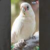 Vantara: A Paradise For Thousands Of Rescued Birds, Watch How These Winged Wonders Are Nurtured|N18S