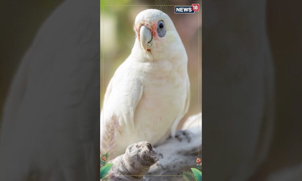 Vantara: A Paradise For Thousands Of Rescued Birds, Watch How These Winged Wonders Are Nurtured|N18S