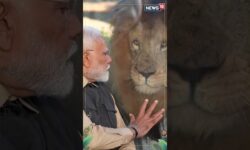 Vantara’s Rescue Teams: Going the Distance to Save Abandoned & Captured Animals | PM Modi | N18S