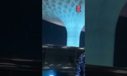 Aging Like A Fine Wine: Sanjay Dutt Papped At The Mumbai Airport | Bollywood | N18S | #shorts