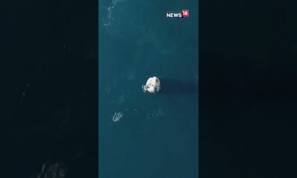 A Warm And Unexpected Welcome! Dolphins Greet Nasa Astronauts As They Return To Earth | N18S