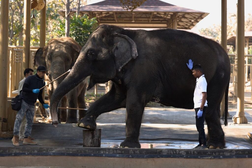 PM Modi Inaugurates Wildlife Rescue And Rehabilitation Centre In Vantara During Gujarat Visit