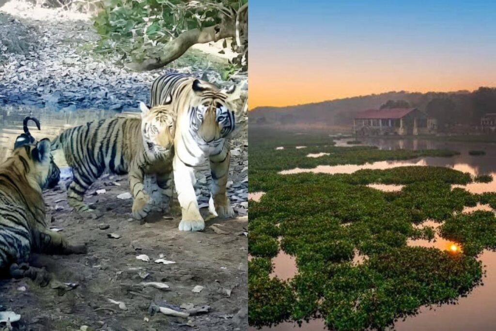 '58th Roar And Counting': India Adds New Tiger Reserve In Madhya Pradesh; PM Modi Reacts