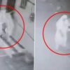 ‘Stree’ In Gwalior? Mysterious Woman Rings Doorbells At Midnight And Then... | Video