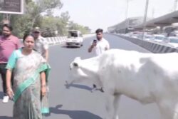 Delhi CM’s Convoy Stops On Haiderpur Flyover After Cattle Strays Onto Road