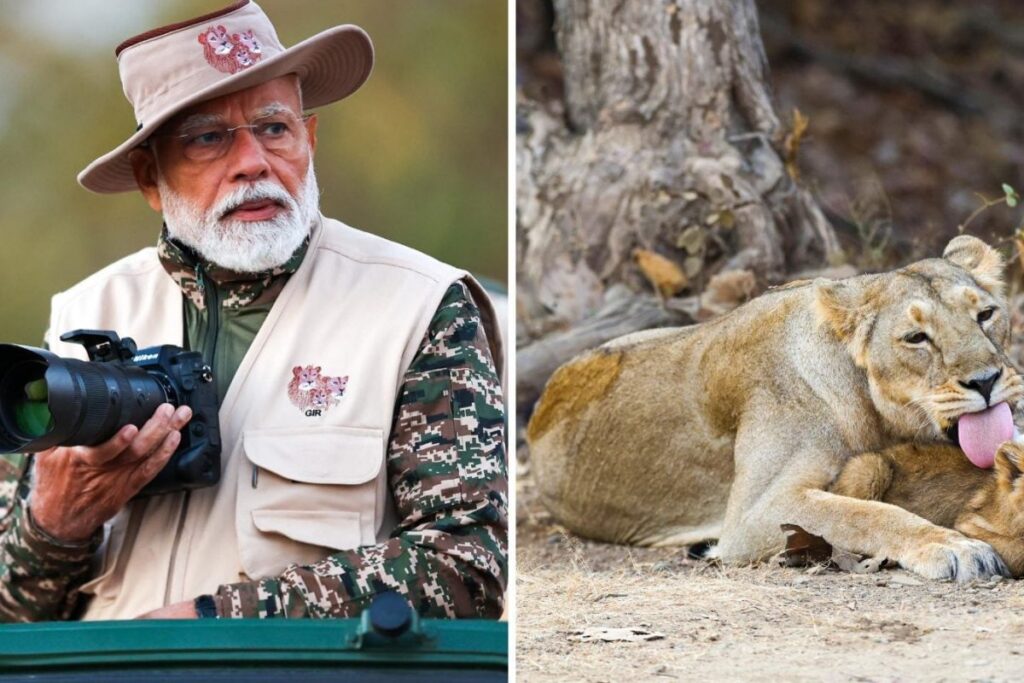 Sunrise, Photography & Lions: Here's How PM Modi Marked World Wildlife Day At Gujarat's Gir National Park