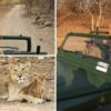 Want To Go On Lion Safari At Gir Like PM Modi? A Step-By-Step Guide On How You Can Plan The Trip This Summer