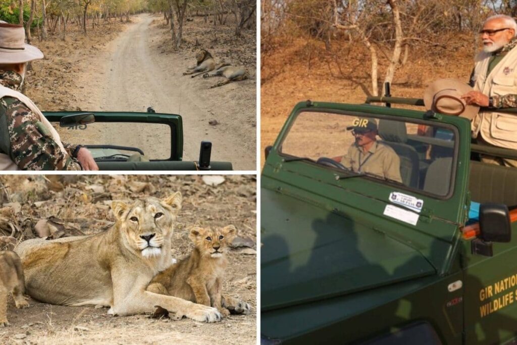 Want To Go On Lion Safari At Gir Like PM Modi? A Step-By-Step Guide On How You Can Plan The Trip This Summer