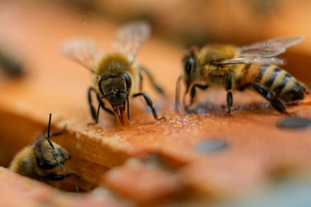 Bomb Threat Triggers Much Bigger Problem At Kerala Collectorate - A Bee Attack