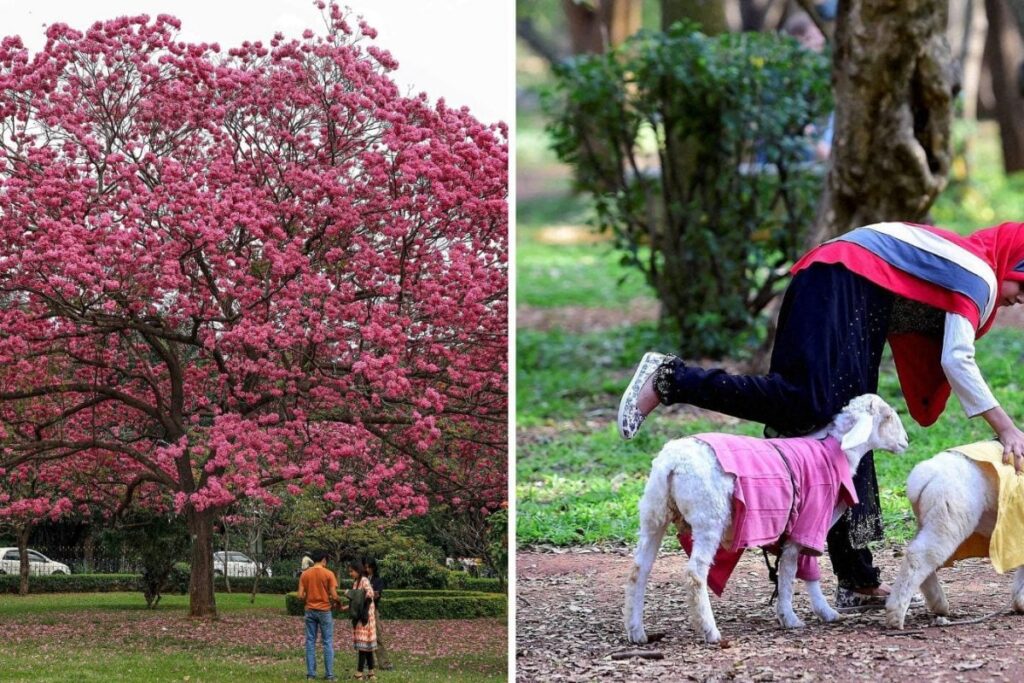 Cubbon Park Like A Mother That Gives, Needs Protection, Not Art Gallery, Says Bengaluru