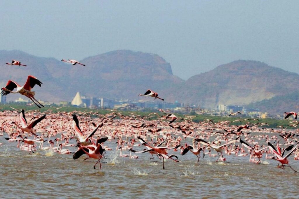 Why Amazon Plans To Invest $1.2 Million to Keep Mumbai's Flamingo Habitat In The Pink Of Health