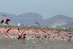 Why Amazon Plans To Invest $1.2 Million to Keep Mumbai's Flamingo Habitat In The Pink Of Health