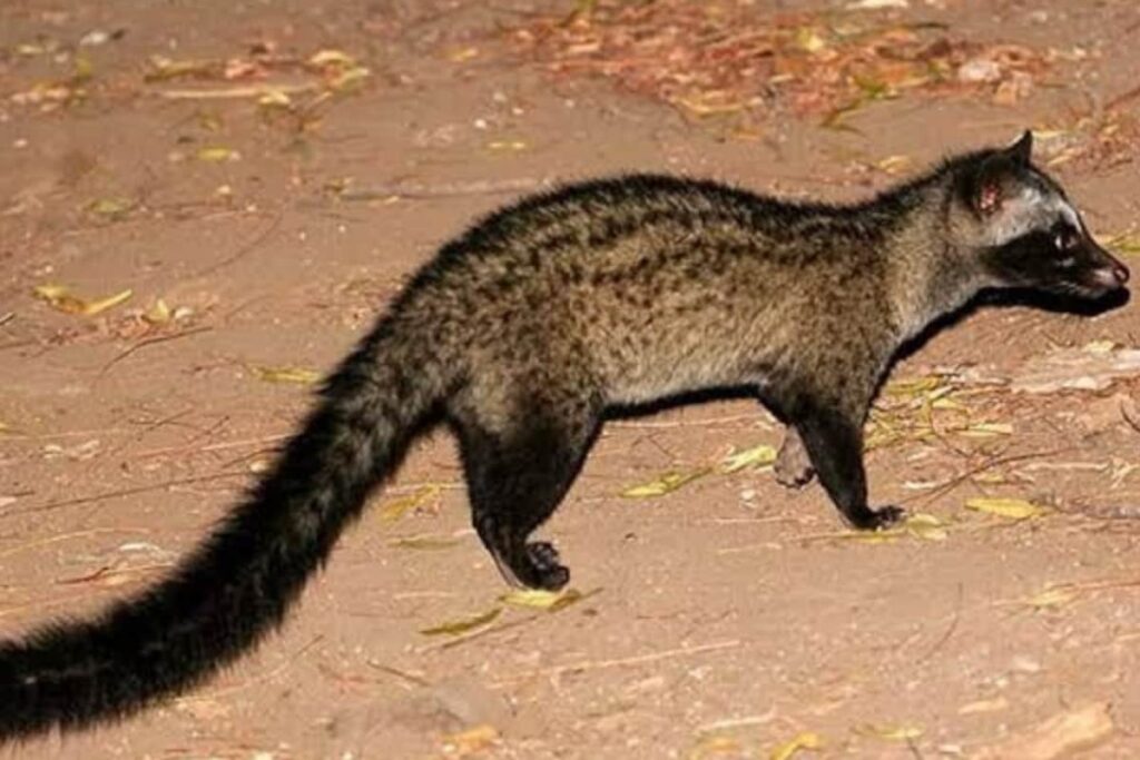 TTD Takes Steps To Conserve Civet Cats For Srivari Abhishekam, Proposes Rs 1.97 Crore Budget