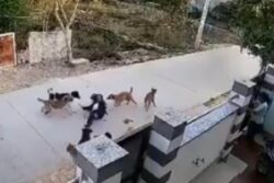 Girl Attacked By Pack Of Stray Dogs During Evening Stroll In Rajasthan's Alwar | Video