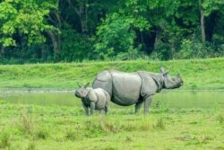 West Bengal Celebrates Soaring Rhino Numbers In Conservation Triumph