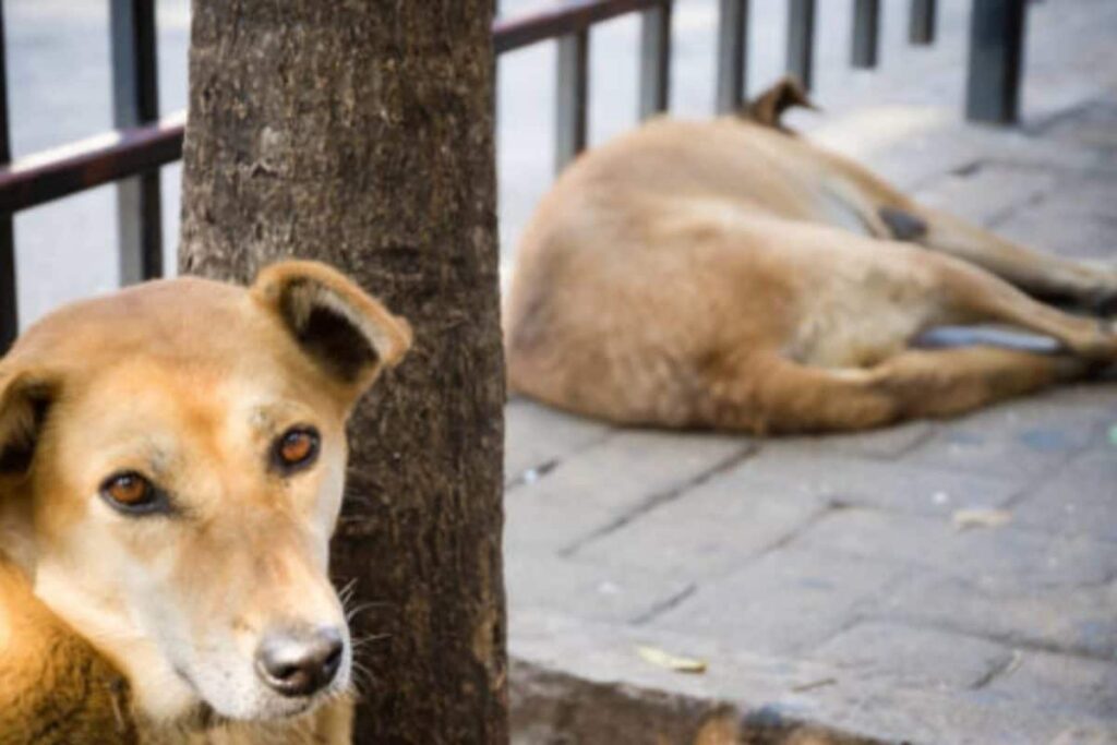 Stray Dog Carries Dead Newborn In Its Mouth In MP's Rewa; Probe Launched After Video Goes Viral