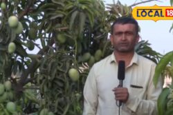 This Gujarat Farmer Has Grown 80 Mango Varieties With No Pesticides