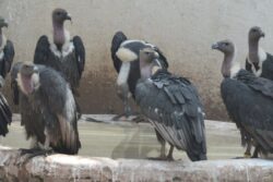 34 Captive-Bred, Critically Endangered Vultures Relocated From Haryana To Maharashtra For Wild Release