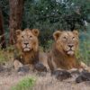 India’s Pride Grows: Asiatic Lion Population Hits 891, Soars 70% In 10 Years