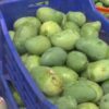 From Balangir To Britain: How Odisha's Mangoes Are Going International