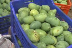 From Balangir To Britain: How Odisha's Mangoes Are Going International