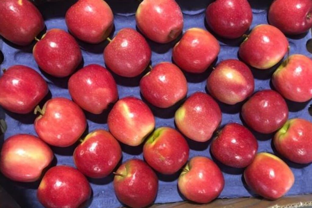 'Boycott Turkey' Intensifies As Indian Traders Ditch Turkish Apples Over Pakistan Support