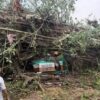Severe Storm Uproots Trees, Kills Two in Himachal's Kangra; Mandi Faces Heavy Damage