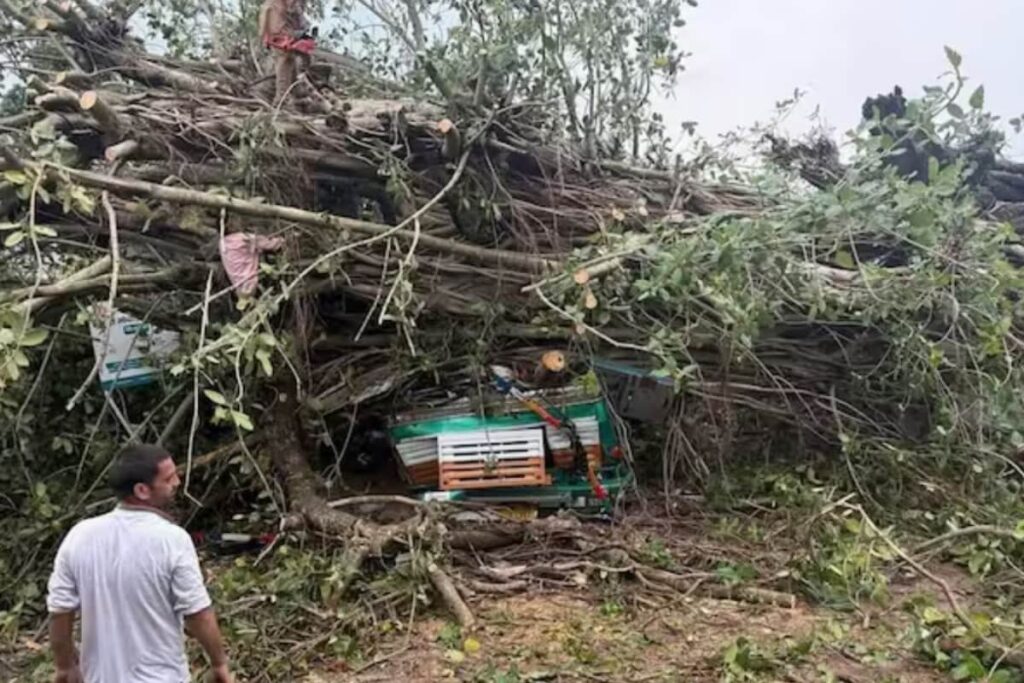 Severe Storm Uproots Trees, Kills Two in Himachal's Kangra; Mandi Faces Heavy Damage
