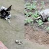 Two Pakistan Air Force Fighter Jets Shot Down After India Fires Missiles From Srinagar Base