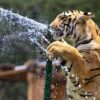 Ice Cream, 'Sattu': Animals At Rajasthan's Biological Park Get Special Treats To Beat The Heat