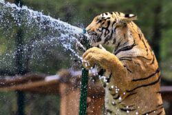 Ice Cream, 'Sattu': Animals At Rajasthan's Biological Park Get Special Treats To Beat The Heat