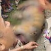 Mob Kills Royal Bengal Tiger In Assam, Animal's Body Missing Skin, Tail, Ears, Nails