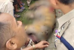 Mob Kills Royal Bengal Tiger In Assam, Animal's Body Missing Skin, Tail, Ears, Nails