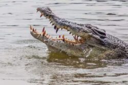 Infamous Serial Killer ‘Doctor Death’, Who Fed Victims To Crocodiles, Held From Rajasthan