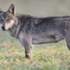 Why The Rare Grey Wolf Being Spotted In Delhi After 80 Years Is A Big Deal