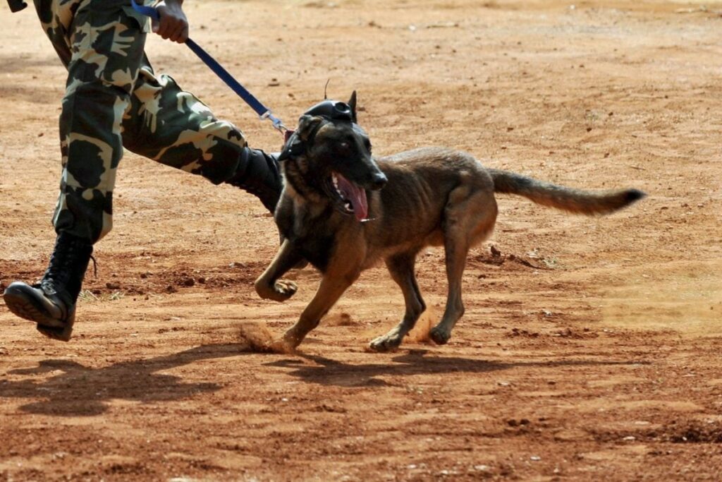 Chhattisgarh: CRPF Dog Killed In Bee Attack During Anti-Naxal Operation