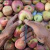 UP Fruit Traders Upset 'Turkish Applecart' In Backlash Over Ankara's Pro-Pakistan Stance