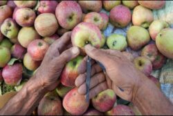 UP Fruit Traders Upset 'Turkish Applecart' In Backlash Over Ankara's Pro-Pakistan Stance