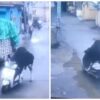 'Bro Just Wanted A Test Drive': Netizens In Splits After Bull Takes Scooter For A Spin In Rishikesh