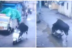'Bro Just Wanted A Test Drive': Netizens In Splits After Bull Takes Scooter For A Spin In Rishikesh
