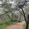 How The UP Government Is Bringing Dwapar Yug To Life In Vrindavan’s Forests