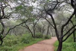 How The UP Government Is Bringing Dwapar Yug To Life In Vrindavan’s Forests