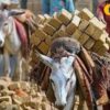 Rajasthan Govt Bans Putting Animals To Work Between 12 Noon And 3pm Amid Scorching Heat