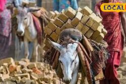 Rajasthan Govt Bans Putting Animals To Work Between 12 Noon And 3pm Amid Scorching Heat
