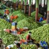 US Rejects 15 Shipments Of Indian Mangoes Over Paperwork Error, Exporters Suffer Rs 4.2 Crore Loss