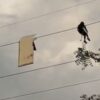 Noida Man Pulls Down Iron Signboard Hanging Mid-Air On High Tension Wire | Video
