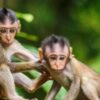 UP: 6 Monkeys Found Dead In Budaun; Police Suspect Poisoning