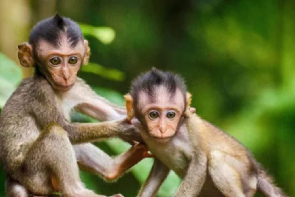 UP: 6 Monkeys Found Dead In Budaun; Police Suspect Poisoning