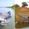 Red-Crowned Roofed Turtle All Set To Make Comeback In Ganga As UP Govt Starts Campaign