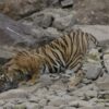 Ranthambore Tigress Kills Forest Ranger Weeks After Killing 7-Year-Old Boy